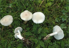 Calocybe
