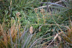Artemisia hyperborea