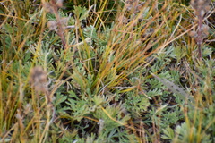 Artemisia hyperborea