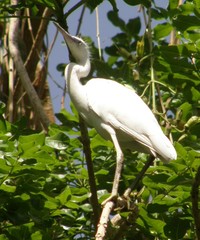 Egretta garzetta