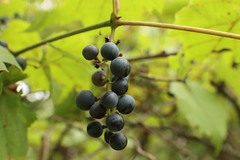 Vitis riparia