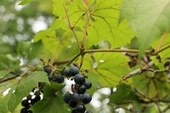 Vitis riparia