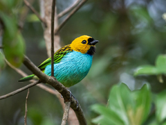 Gilt-Edged Tanager photo 3