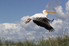 Pelecanus onocrotalus