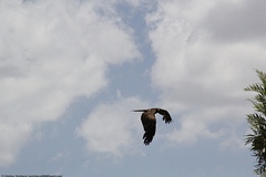 Milvus migrans aegyptius