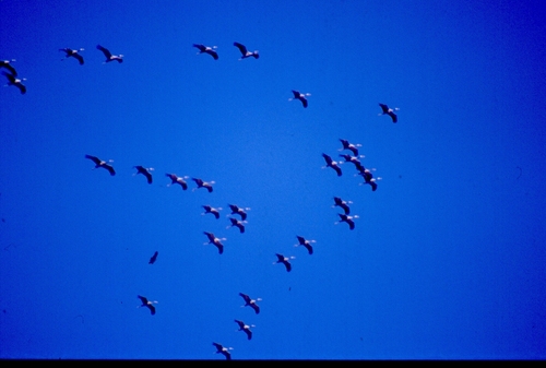 Common Crane