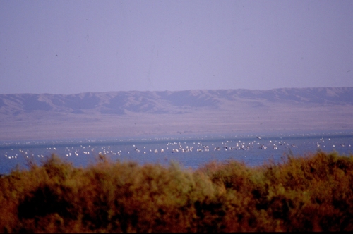 Greater Flamingo