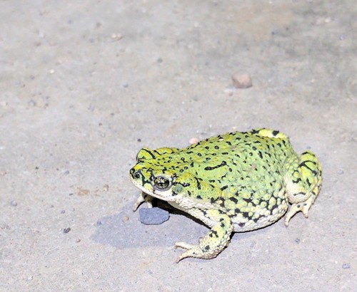 Chihuahuan Green Toad