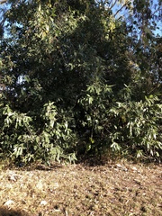 Ficus opposita