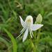 Single Leaved Habenaria - Photo no rights reserved, uploaded by S.MORE