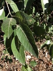 Ficus opposita