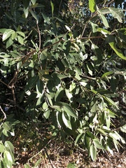 Ficus opposita