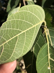 Ficus opposita