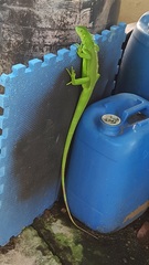 Iguana iguana