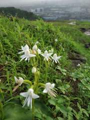 Habenaria grandifloriformis