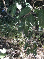 Ficus opposita