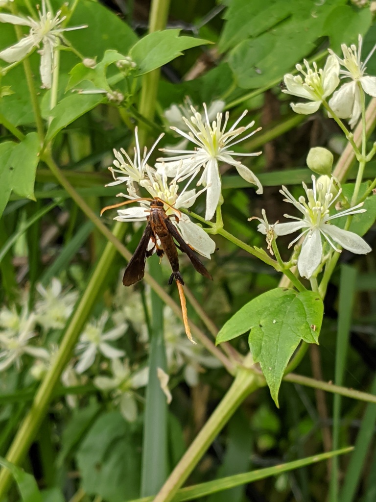 Clematis Clearwing Moth from Friendship Ave & Norwood Cir, Iowa City ...