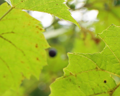 Vitis riparia