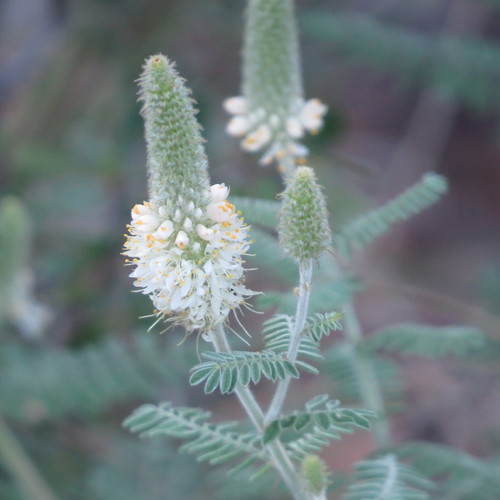 Dalea albiflora A.Gray