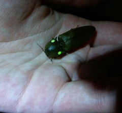 Pyrophorus noctilucus