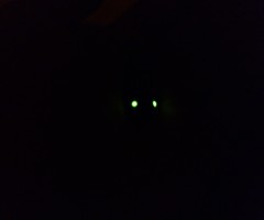 Pyrophorus noctilucus