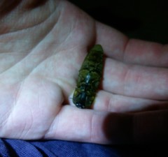 Pyrophorus noctilucus