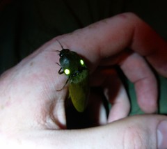 Pyrophorus noctilucus