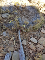 Odontites longiflorus