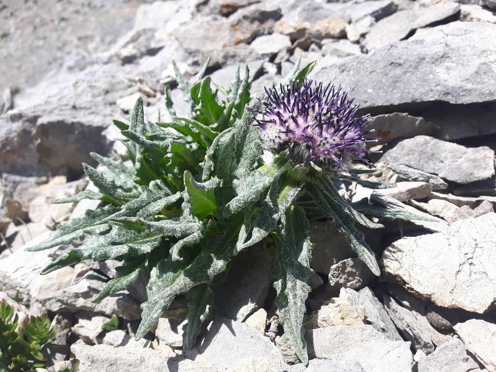 ARSOA　SAUSSUREA Holotype of Saussurea bogedaensis (WYJ201607018) (A) Living