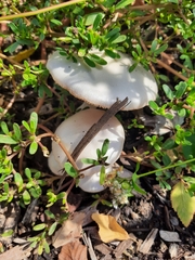 Volvopluteus gloiocephalus