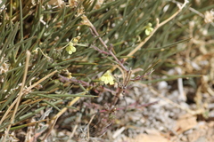 Odontites longiflorus