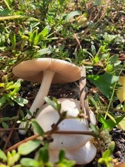 Volvopluteus gloiocephalus