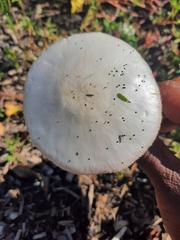 Volvopluteus gloiocephalus