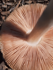 Volvopluteus gloiocephalus