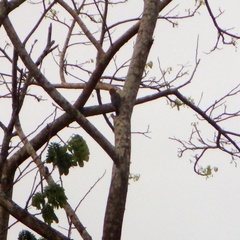 Melanerpes
