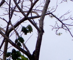 Melanerpes