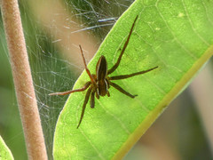 Dolomedes striatus