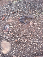 Pardirallus maculatus