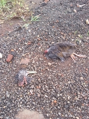 Pardirallus maculatus