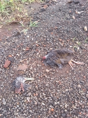 Pardirallus maculatus