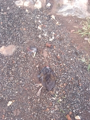 Pardirallus maculatus