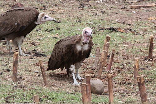 Hooded Vulture