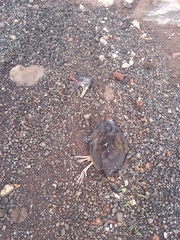 Pardirallus maculatus