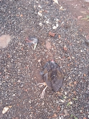 Pardirallus maculatus