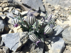 Silene uralensis