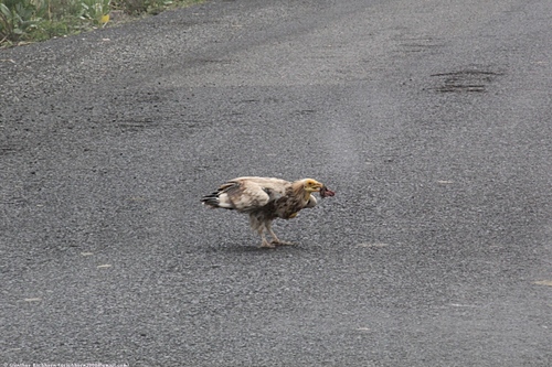 Egyptian Vulture