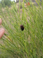 Euphoria leucographa