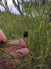 Euphoria leucographa