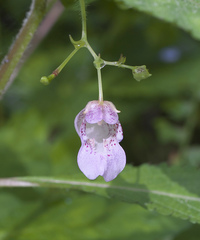 Impatiens hypophylla microhypophylla