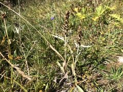 Omalotheca norvegica